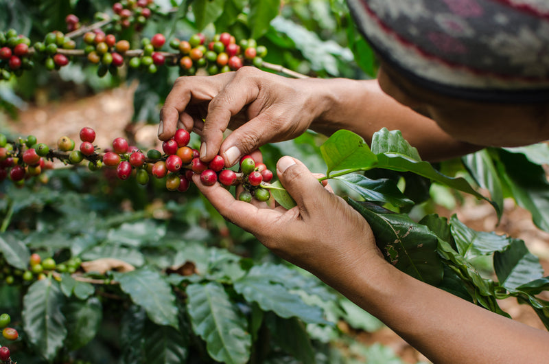 Coffee and Your Health: 5 Science-Backed Benefits of Drinking Coffee